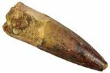 Fossil Spinosaurus Tooth - Real Dinosaur Tooth #258996-1